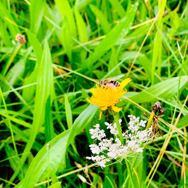 Onverwachte biodiversiteits- schok